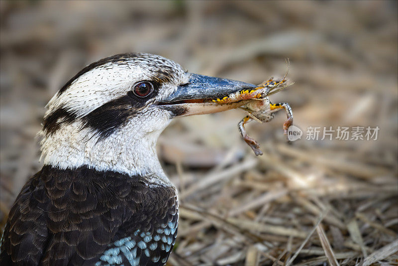 笑翠鸟 (Dacelo novaeguineae)